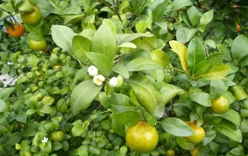 正確認(rèn)識(shí)柑橘黃龍病，以防為主