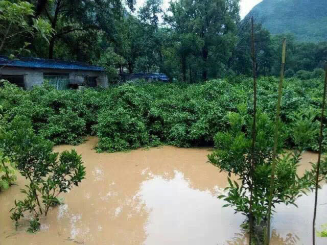 水災(zāi)后柑橘樹如何護(hù)理？